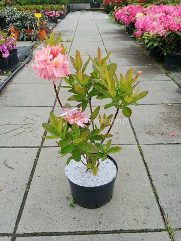 Azalea deciduous Cecile