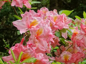 Azalea deciduous Cecile 100cm TRUNK