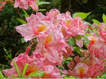 Azalea deciduous Cecile