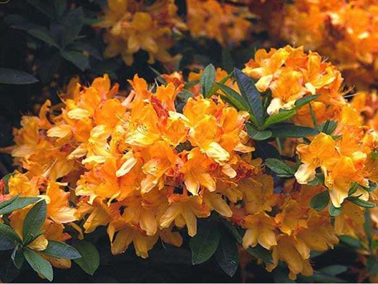 Azalea deciduous Christopher Wren