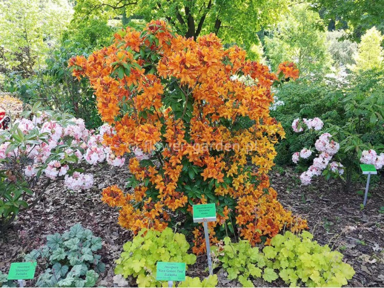 Azalea deciduous Diorama