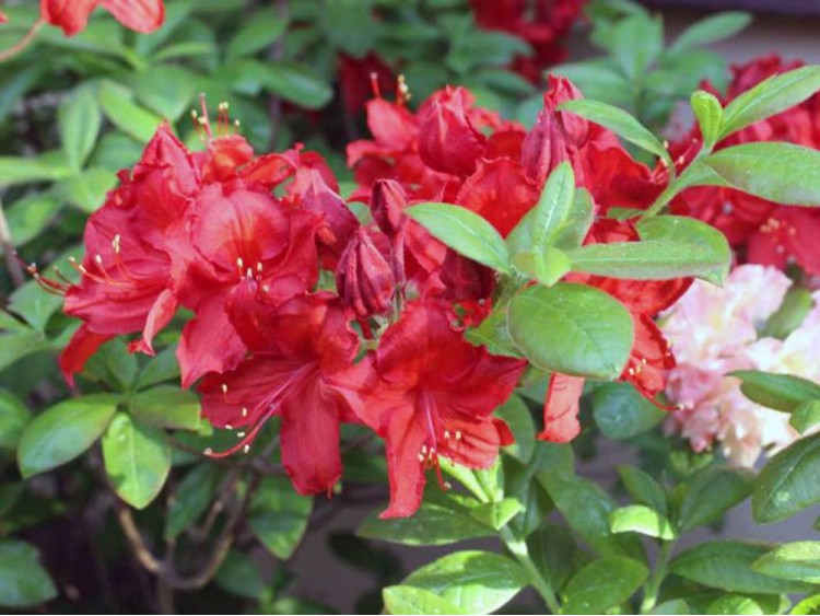 Azalea deciduous Doloroso