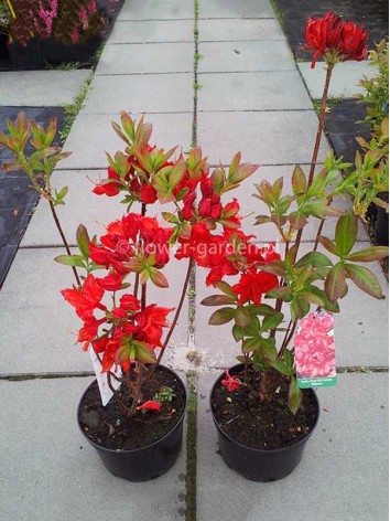 Azalea deciduous Doloroso