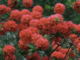 Azalea deciduous FeuerKopfen