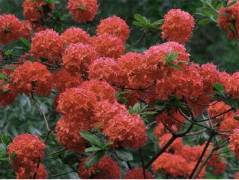 Azalea deciduous FeuerKopfen