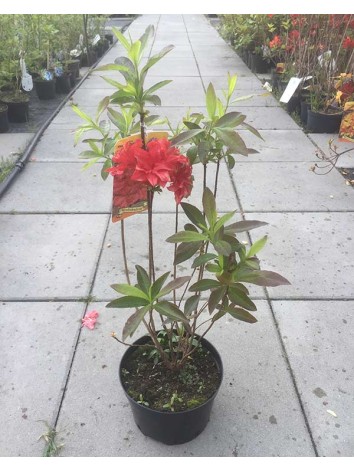 Azalea deciduous FeuerKopfen