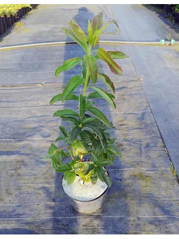 Azalea deciduous Feuerwerk