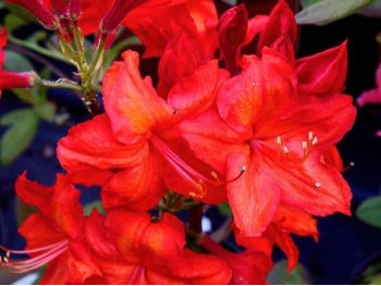 Azalea deciduous Feuerwerk