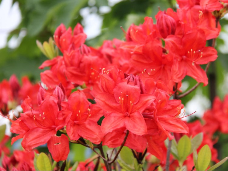 Azalea deciduous Feuerwerk