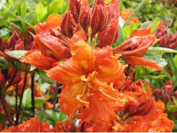 Azalea deciduous Gibraltar