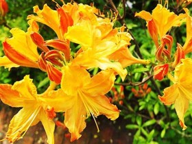 Azalea deciduous Golden Lights