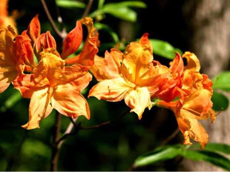 Azalea deciduous Golden Lights