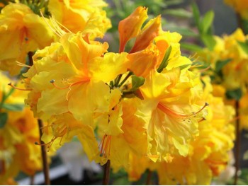 Azalea deciduous Goldpracht