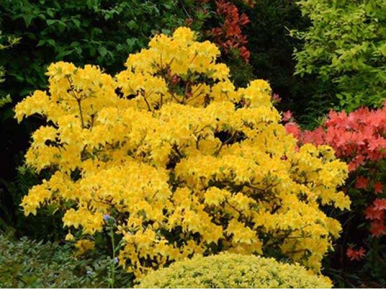 Azalea deciduous Goldpracht