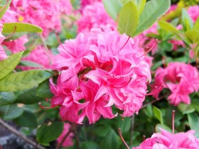 Azalia wielkokwiatowa Homebush