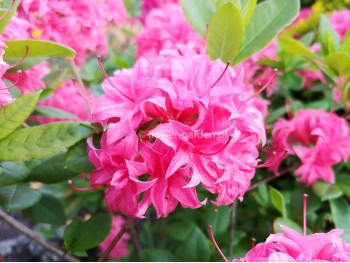 Azalea deciduous Homebush