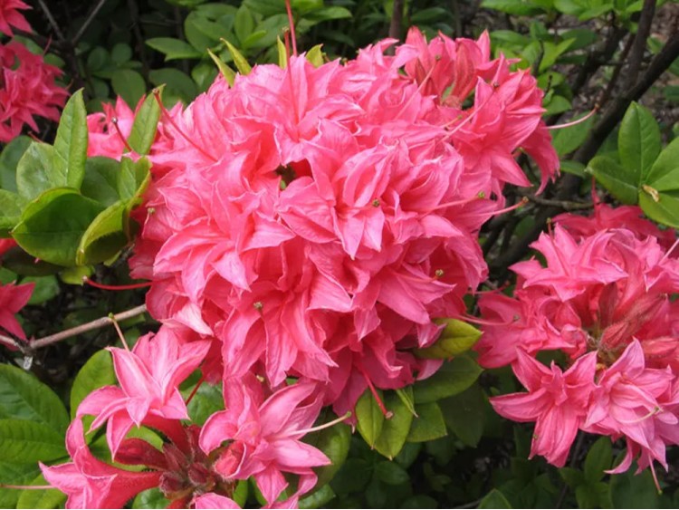 Azalea deciduous Homebush