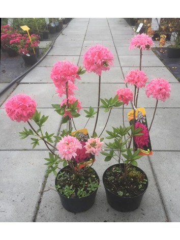 Azalea deciduous Homebush