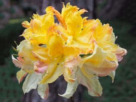 Azalea deciduous Iya