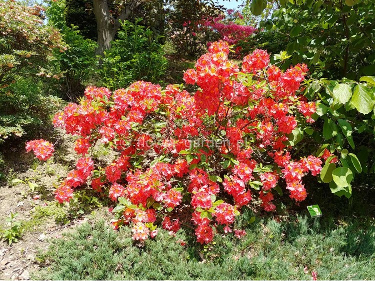 Azalea deciduous Juanita