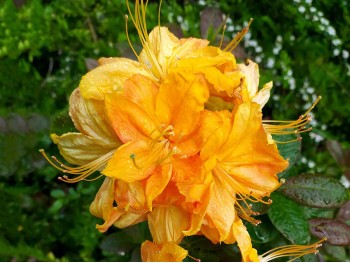 Azalea deciduous Klondyke