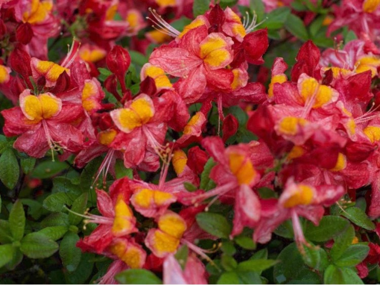 Azalea deciduous Liliput