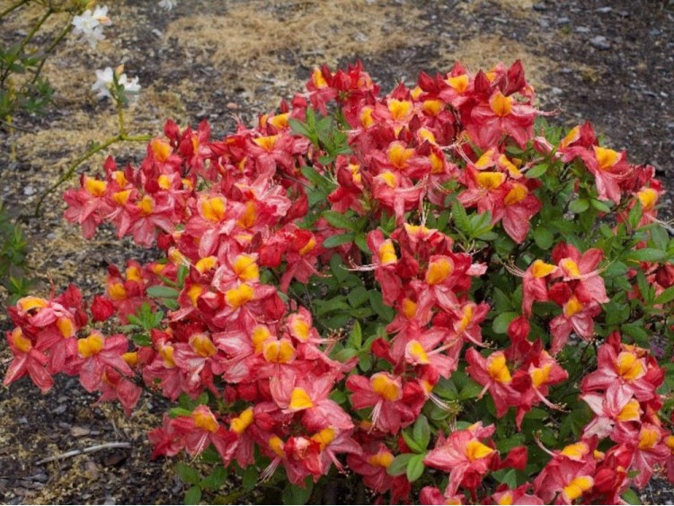 Azalea deciduous Liliput