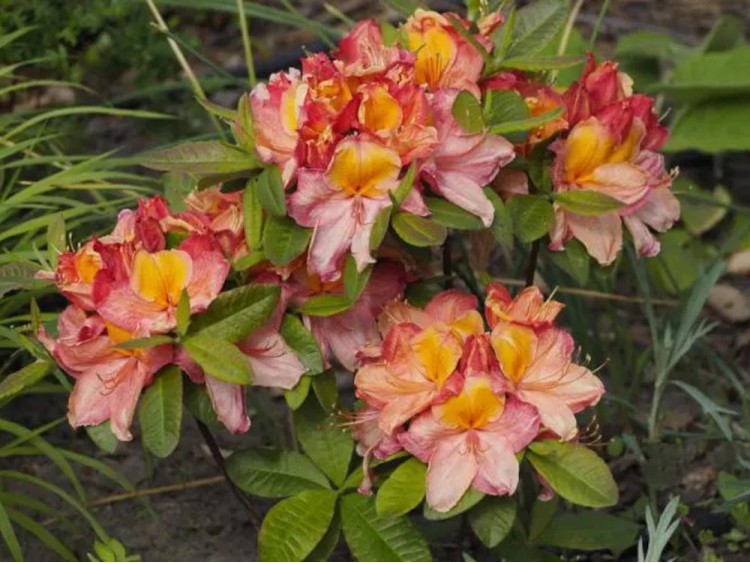 Azalea deciduous Liliput