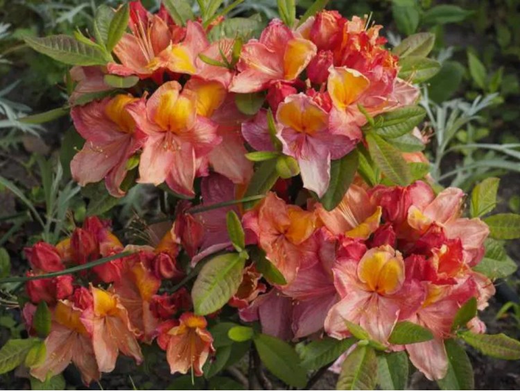 Azalea deciduous Liliput