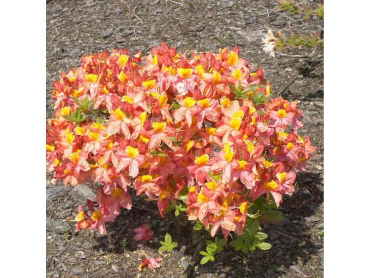 Azalea deciduous Liliput