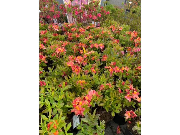 Azalea deciduous Liliput