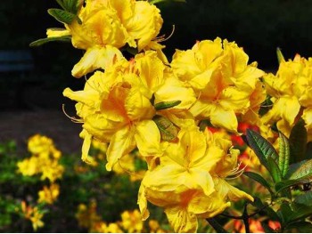 Azalea deciduous Limetta