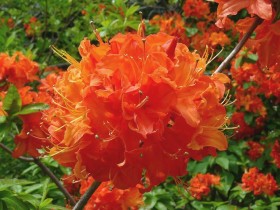 Azalea deciduous Mandarin Lights