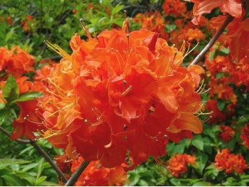 Azalea deciduous Mandarin Lights