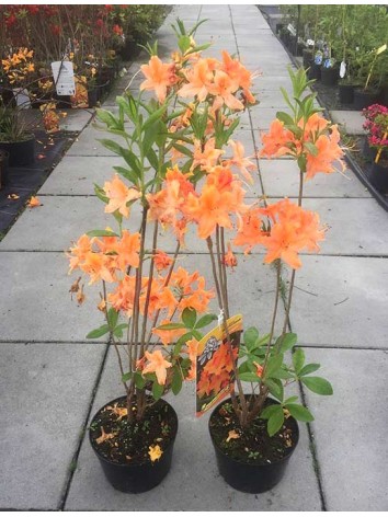 Azalea deciduous Mandarin Lights