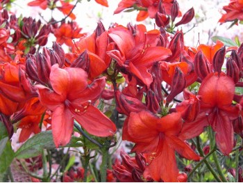 Azalea deciduous Nabucco