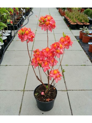 Azalea deciduous Sarina