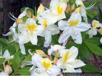 Azalea deciduous Schneegold