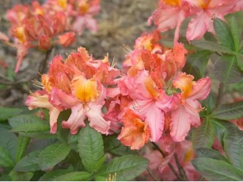 Azalea deciduous Venus