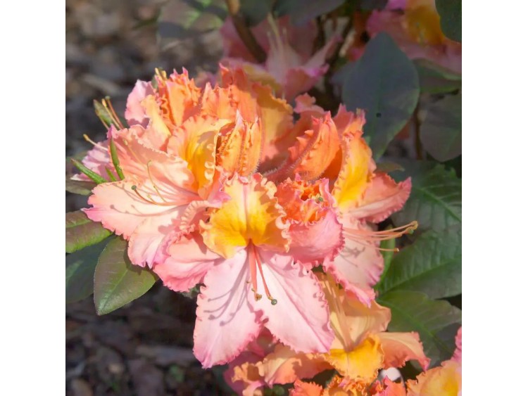 Azalea deciduous Venus