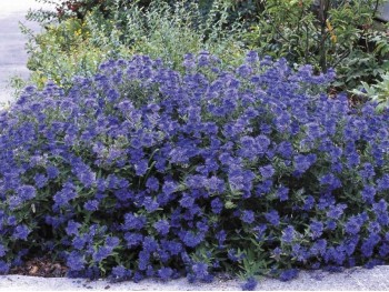 Barbula klandońska Kew Blue