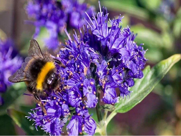 Barbula klandońska Kew Blue