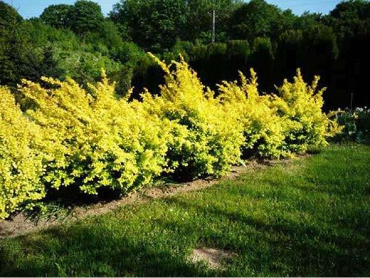 Berberys Thunberga 'Aurea'