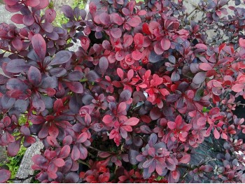 Berberys Thunberga Dart's Red Lady