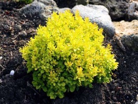 Berberys Thunberga 'Goldalita'