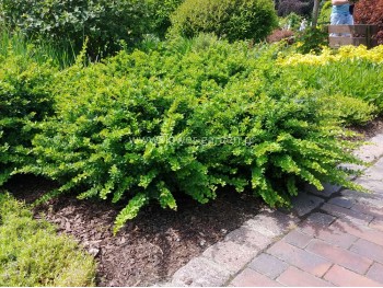 Berberys Thunberga Green Carpet