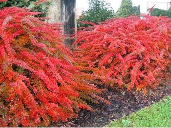 Berberys Thunberga Red Carpet