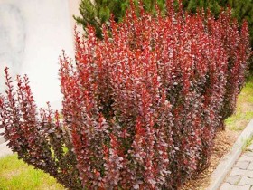 Berberys Thunberga Red Pillar