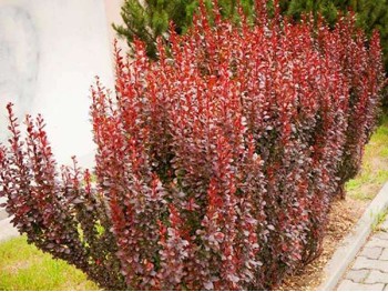 Berberys Thunberga Red Pillar