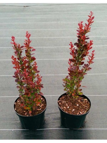 Berberys Thunberga Red Pillar